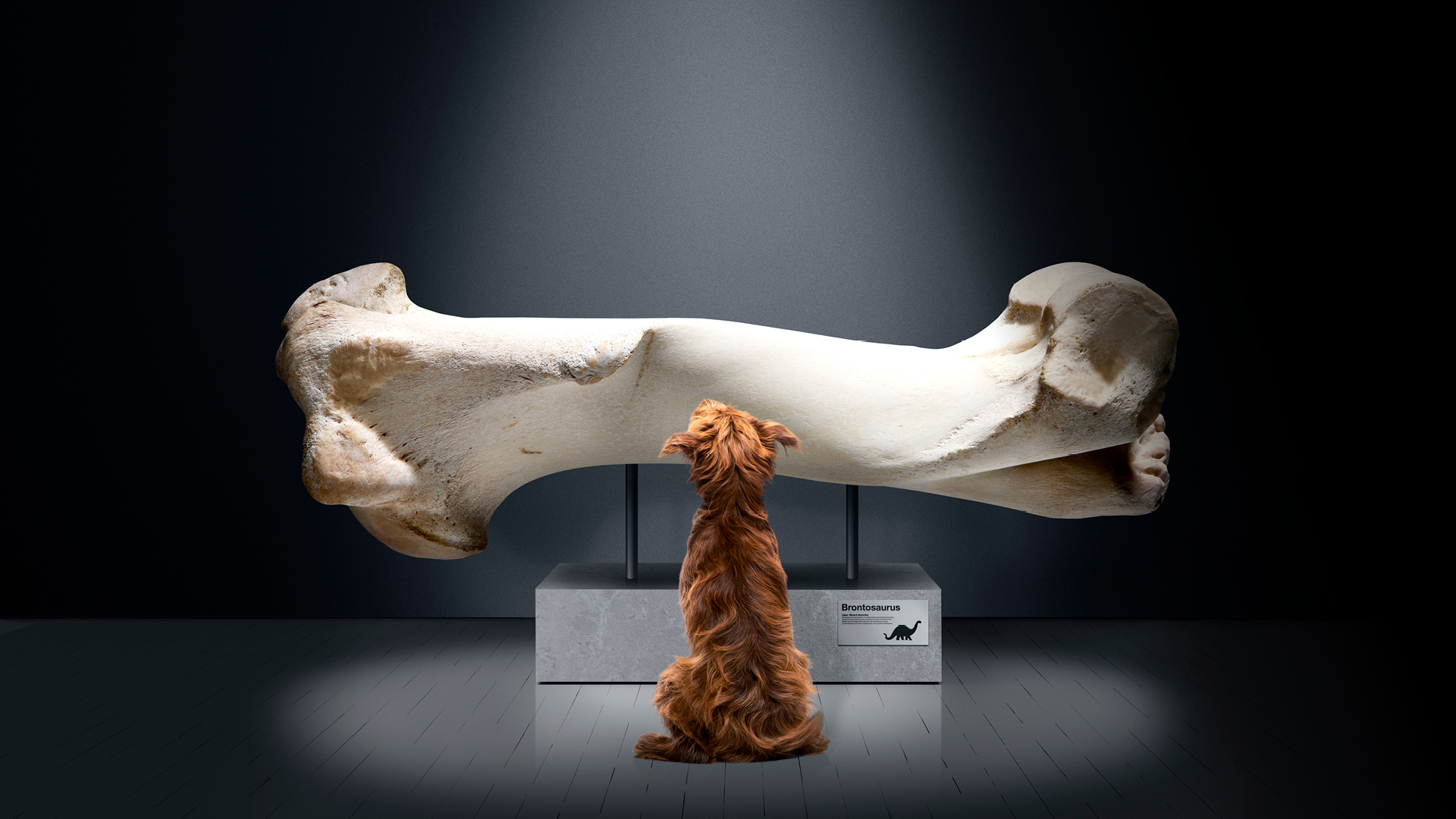 Dog sits in front of large dinosaur bone